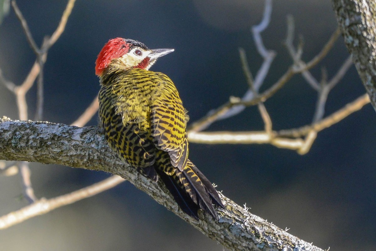 Green-barred Woodpecker - ML621206824