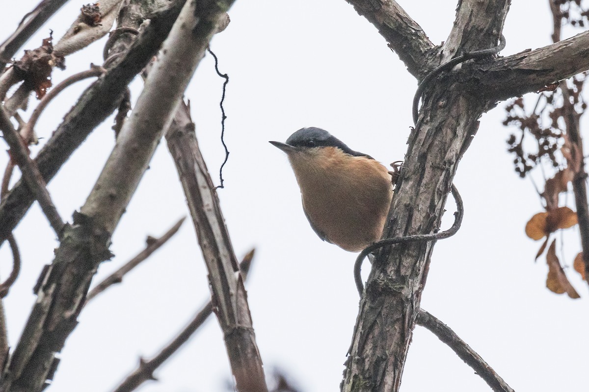 White-tailed Nuthatch - ML621206846