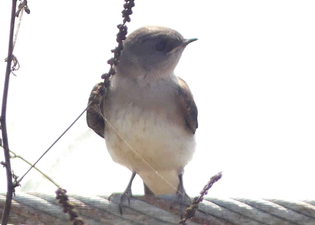 Northern Rough-winged Swallow - ML621206847