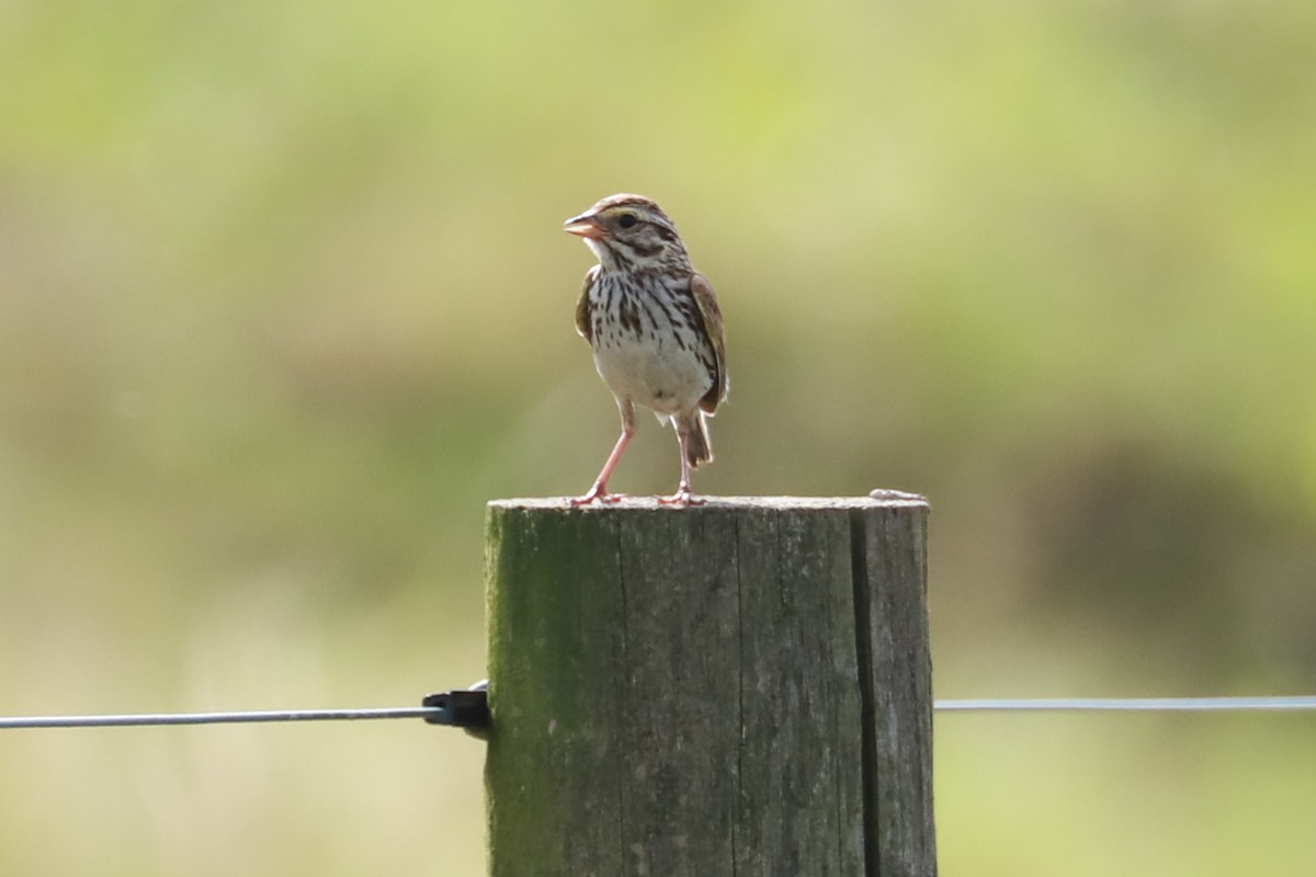 Savannah Sparrow - ML621206850