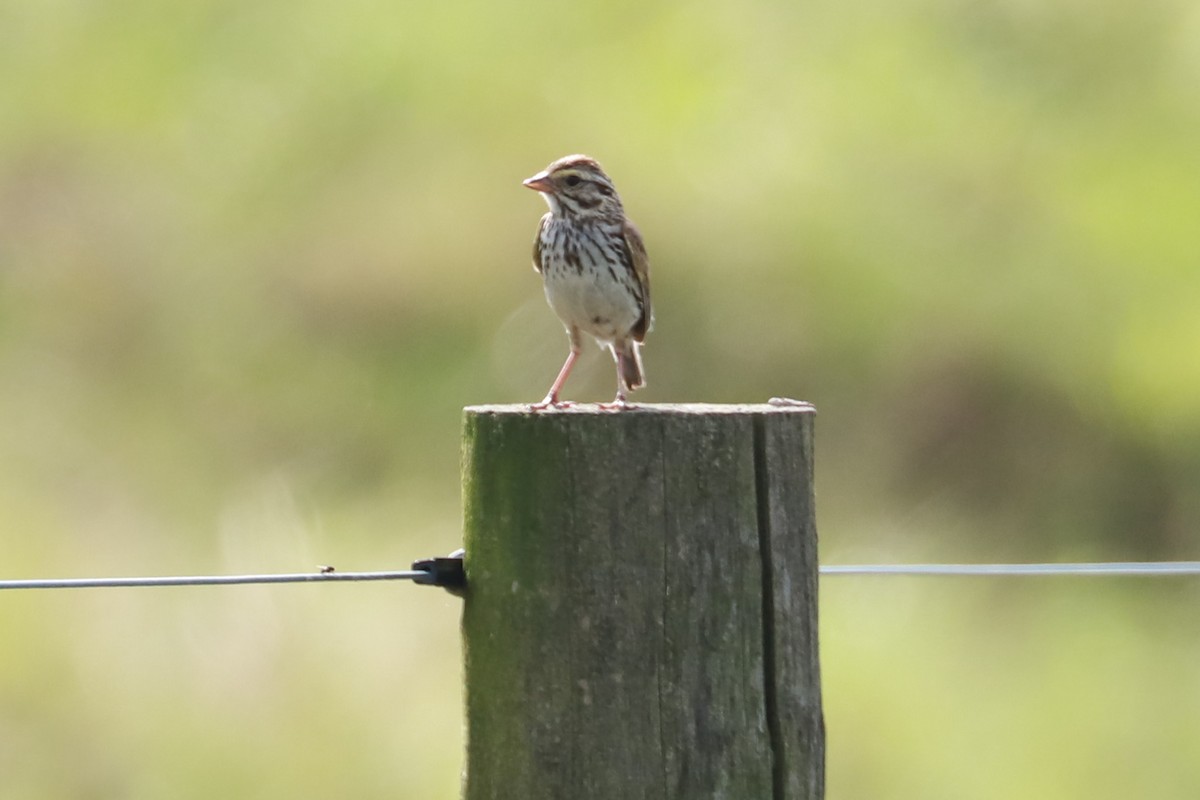Savannah Sparrow - ML621206851