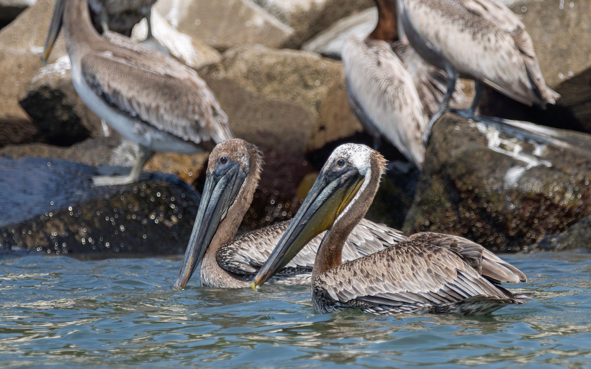 pelikán hnědý - ML621206854