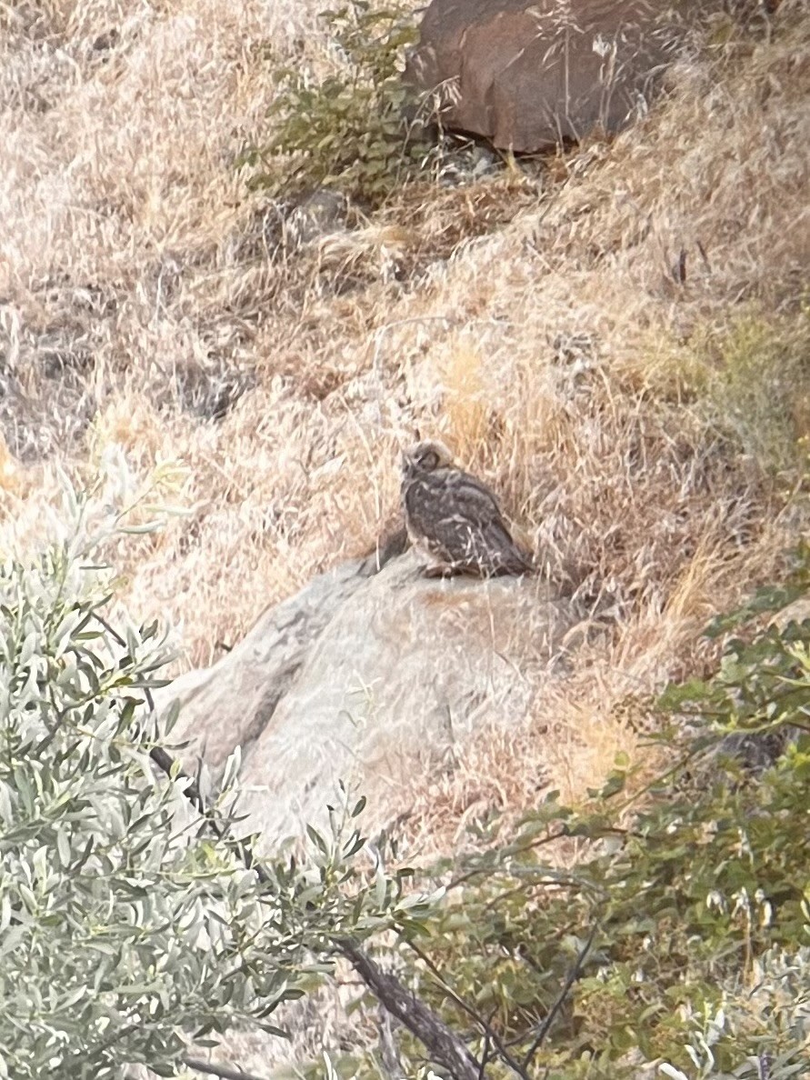 Great Horned Owl - ML621206870