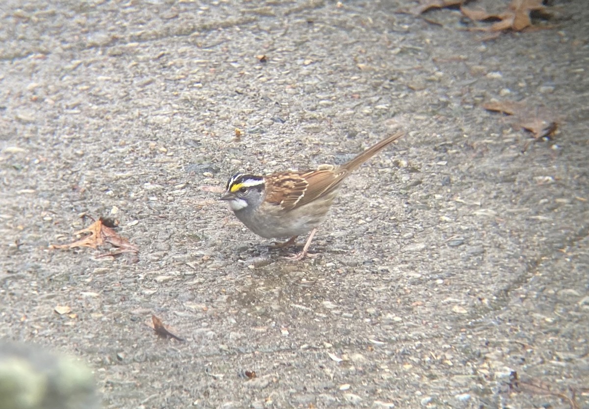 White-throated Sparrow - ML621206887