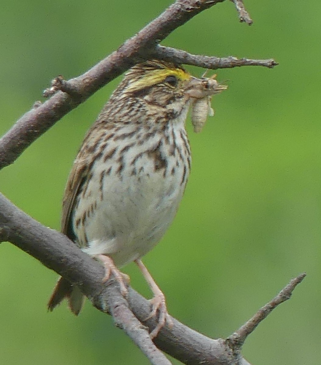 Savannah Sparrow - ML621206888