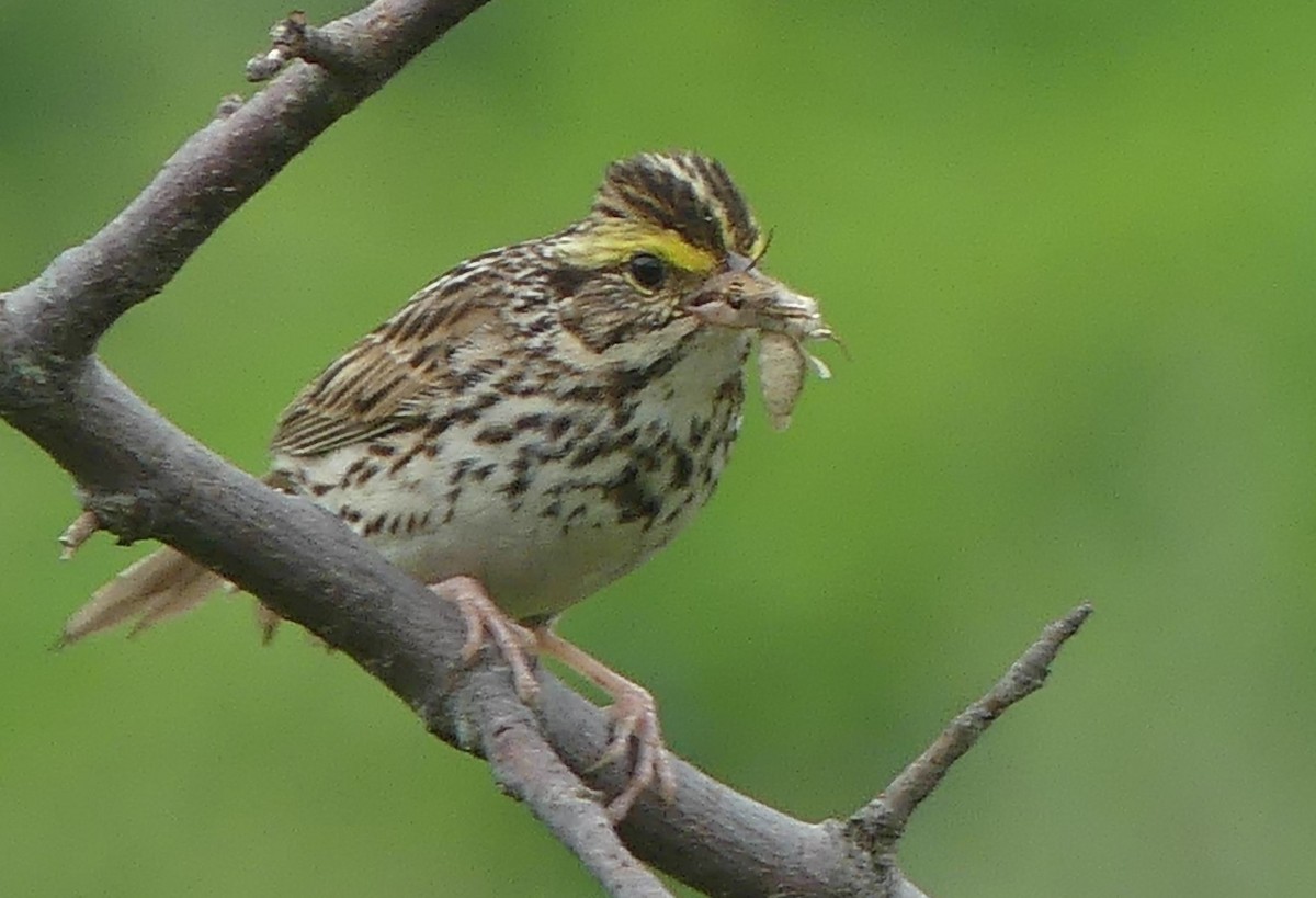 Savannah Sparrow - ML621206891