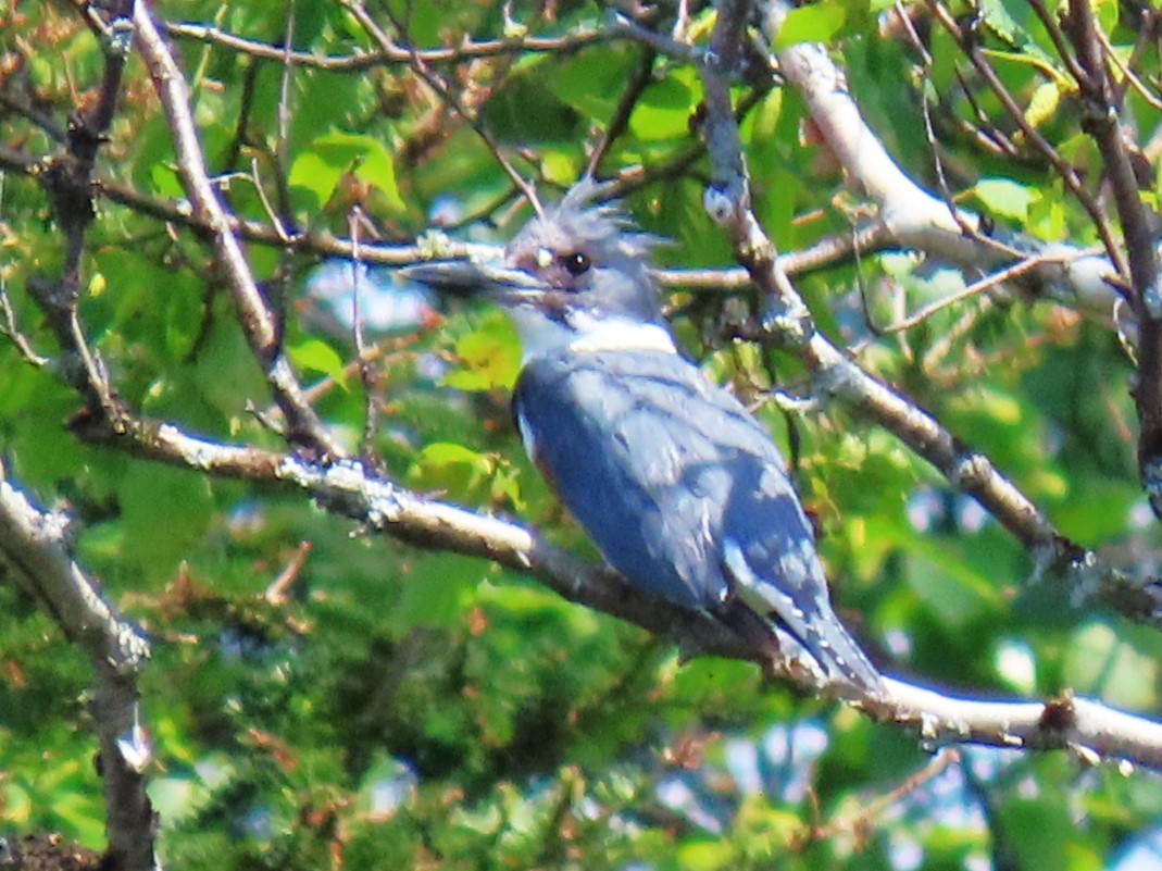 Belted Kingfisher - ML621206896