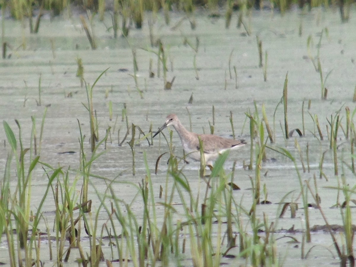 vodouš břehoušovitý (ssp. inornata) - ML62120691