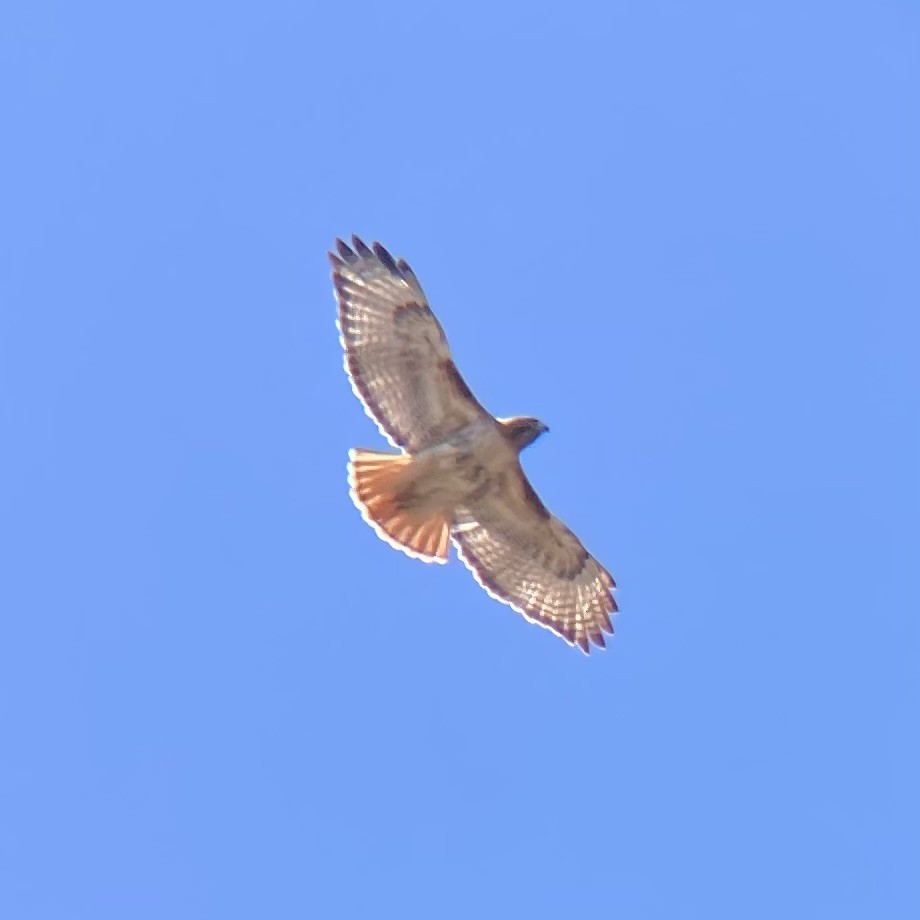 Red-tailed Hawk - ML621206982