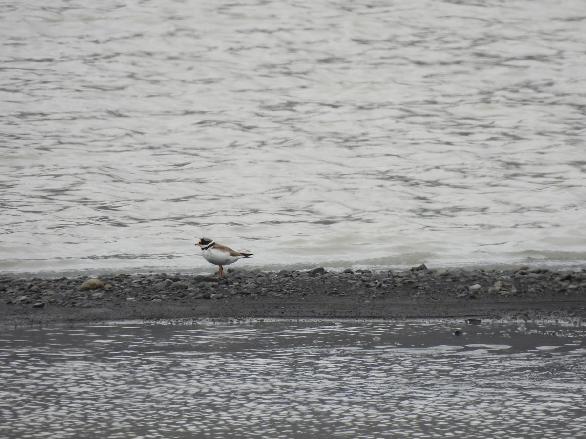 Common Ringed Plover - ML621207013