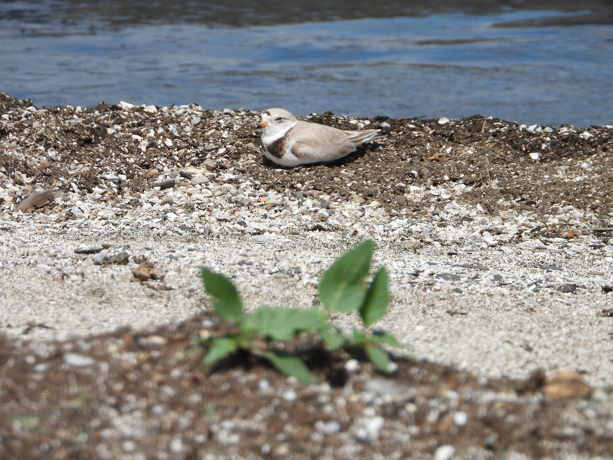Piping Plover - ML621207026