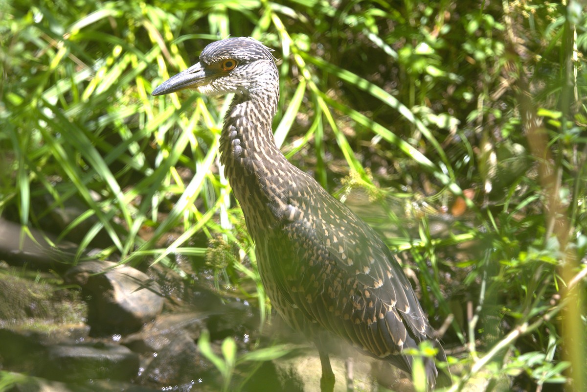 Yellow-crowned Night Heron - David Bennett