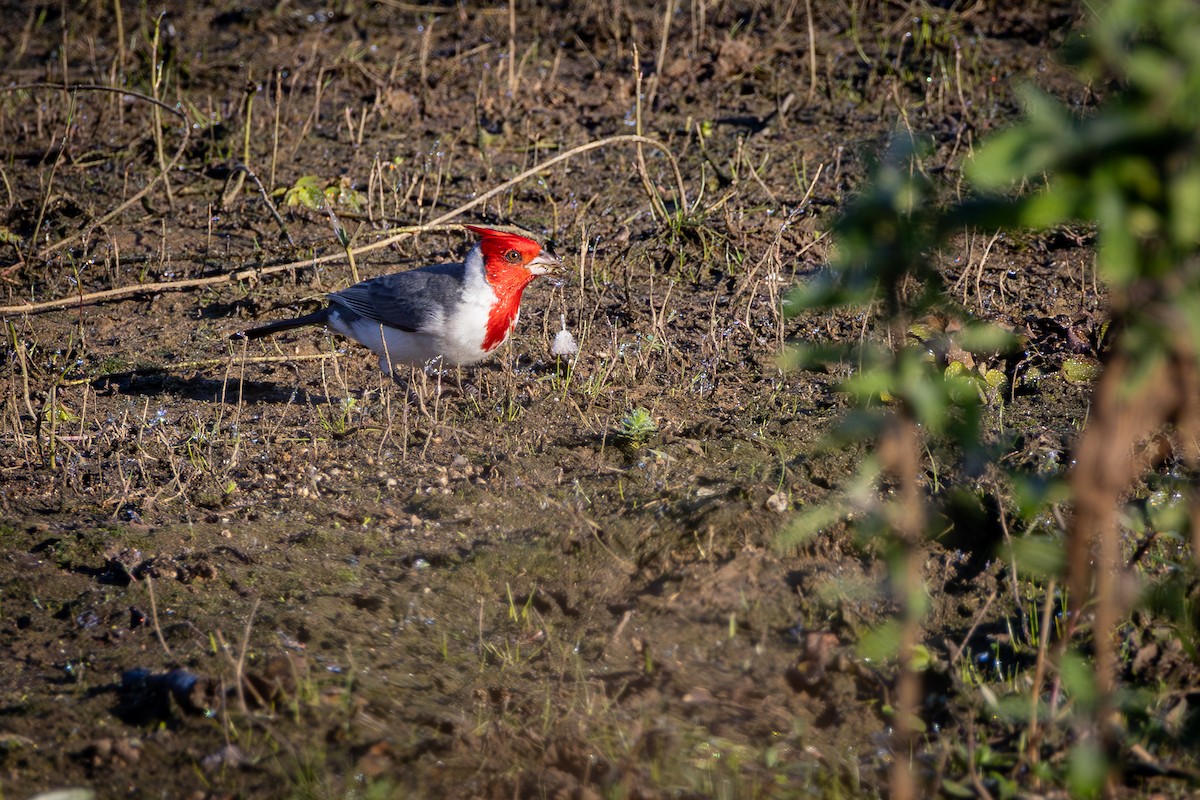Red-crested Cardinal - ML621207039