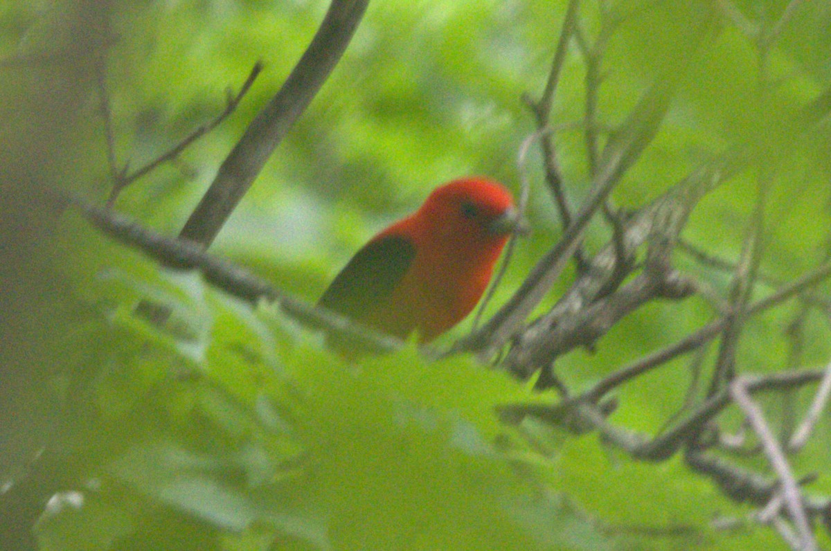 Scarlet Tanager - ML621207042