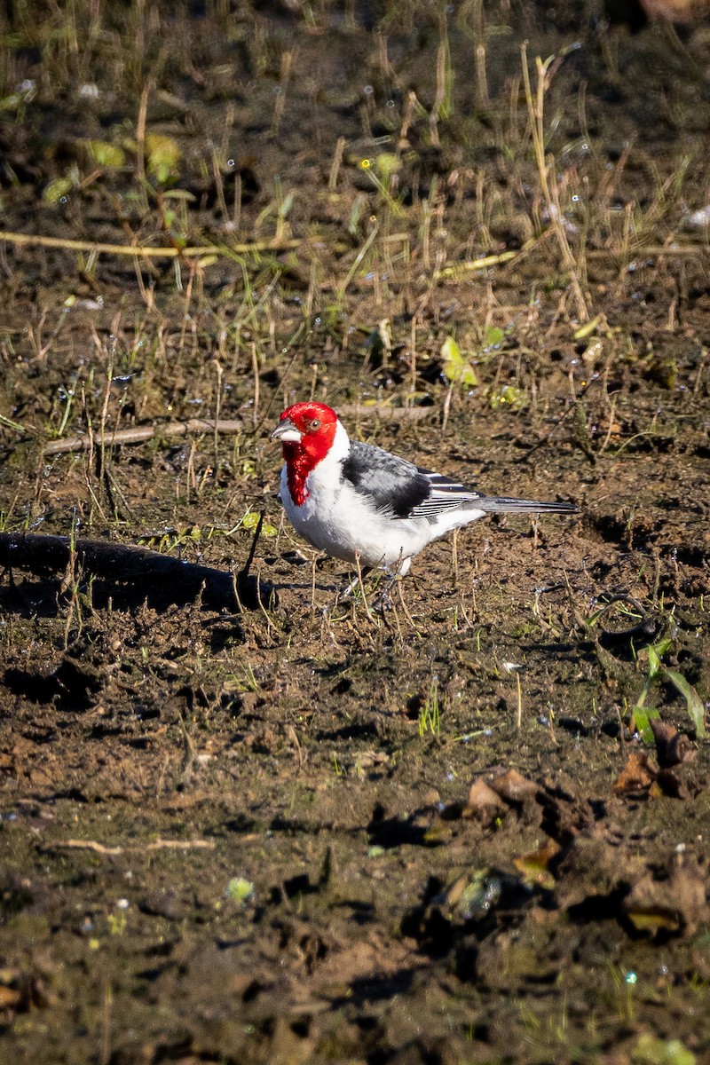 Red-cowled Cardinal - ML621207043