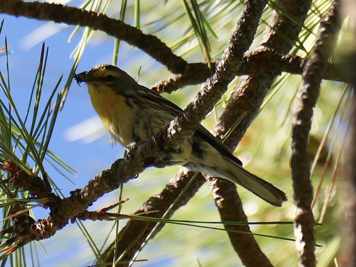 Grace's Warbler - ML621207047