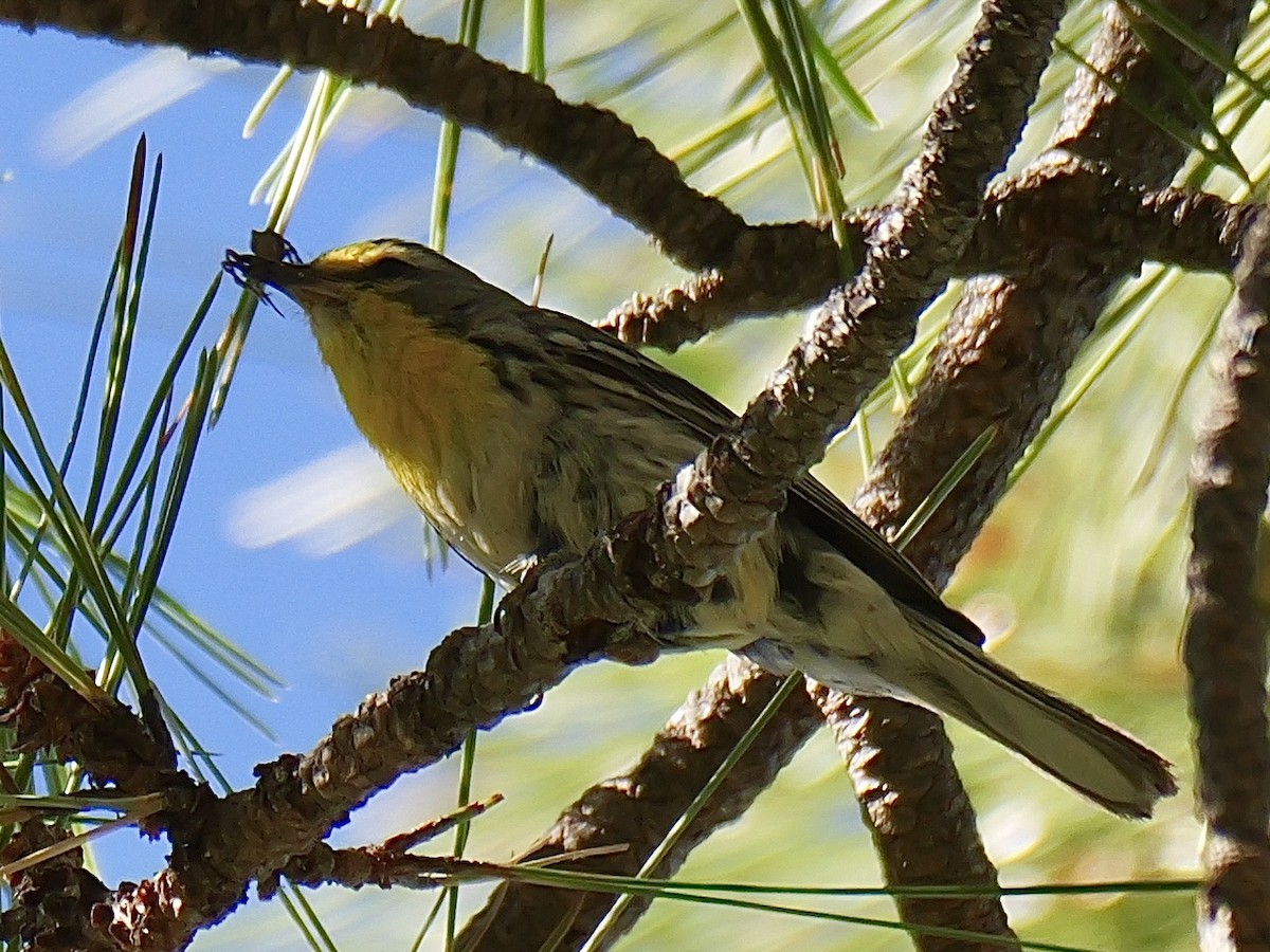 Grace's Warbler - ML621207048