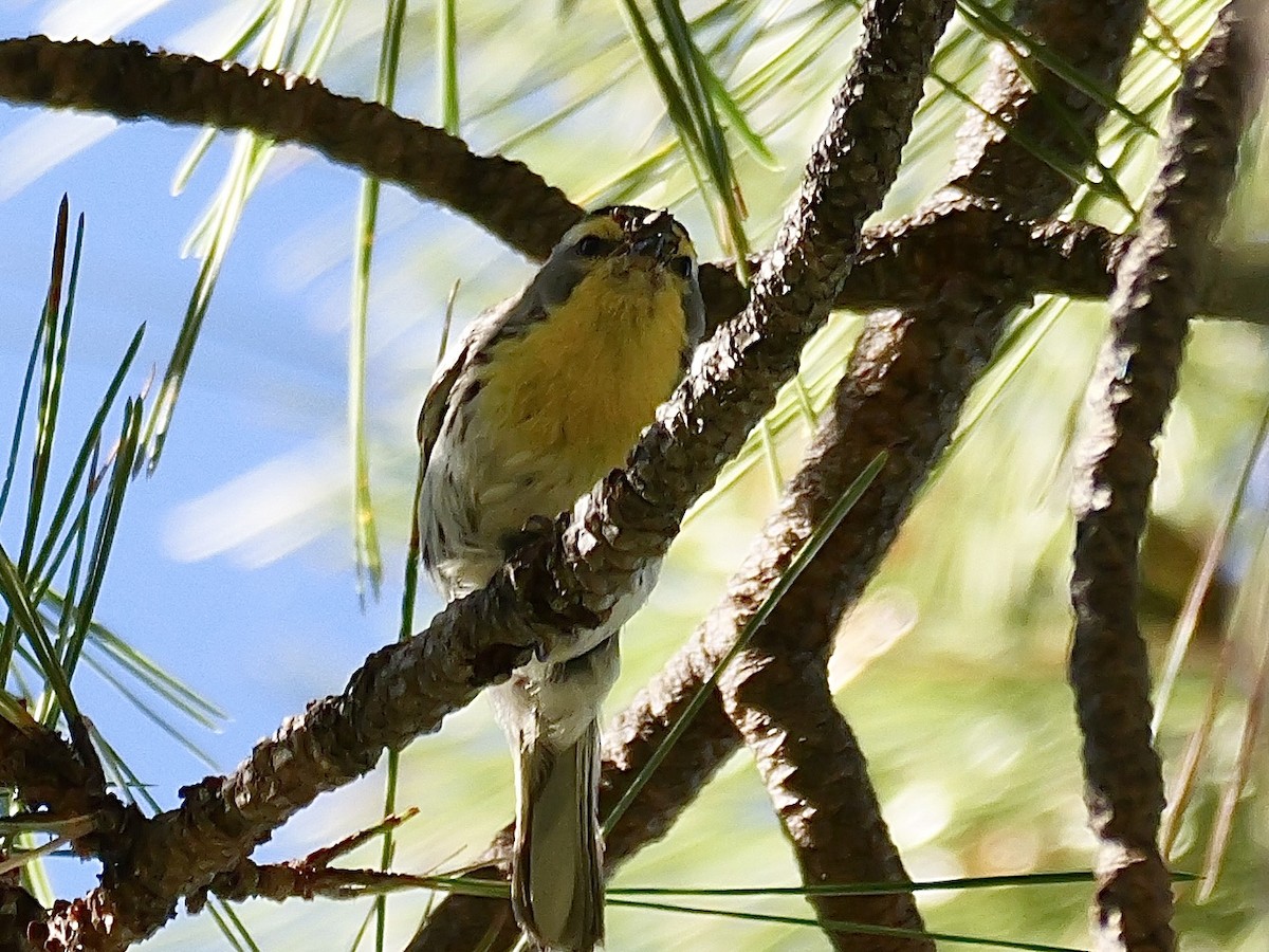 Grace's Warbler - ML621207049