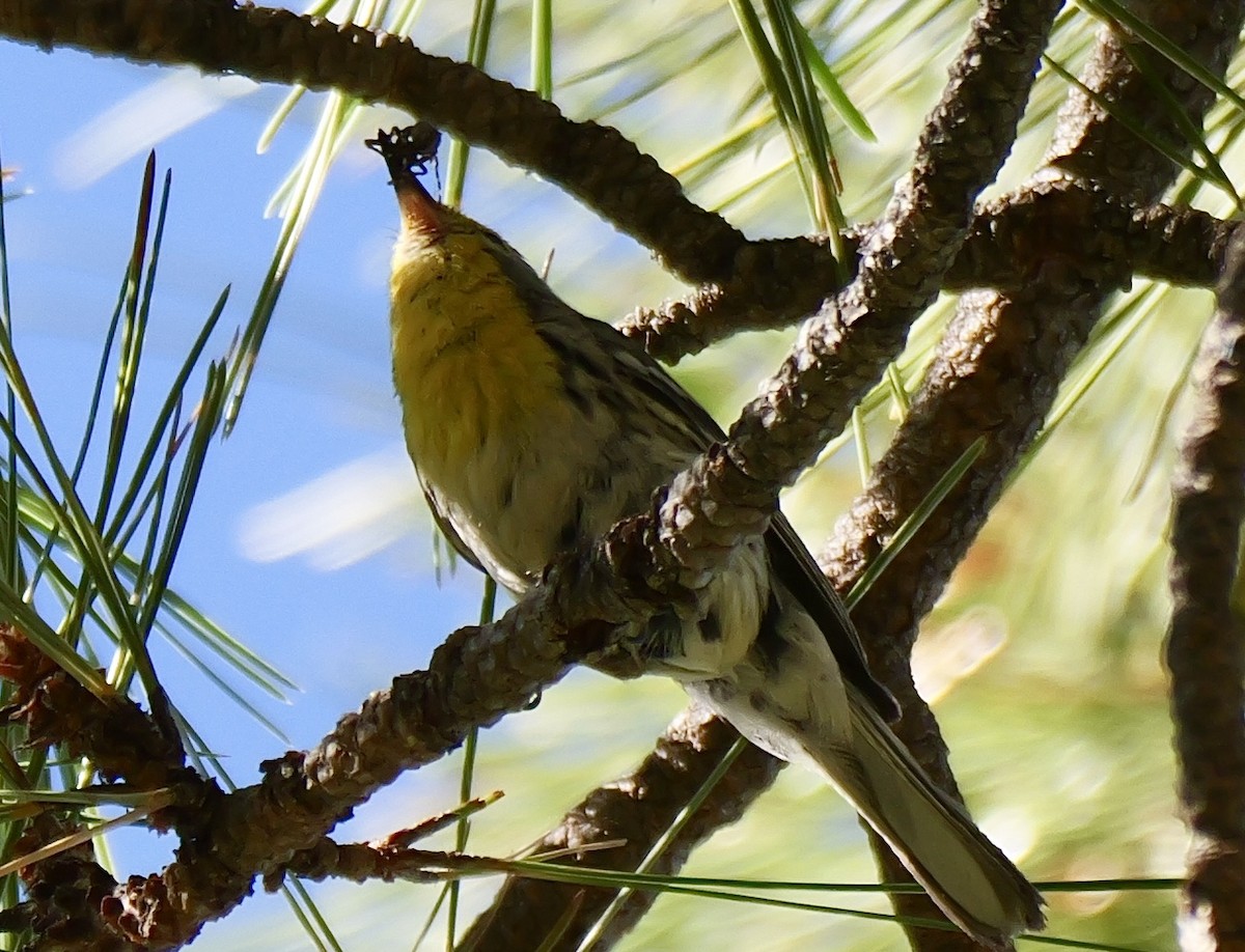 Grace's Warbler - ML621207050