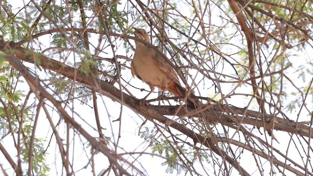 Crissal Thrasher - ML621207153