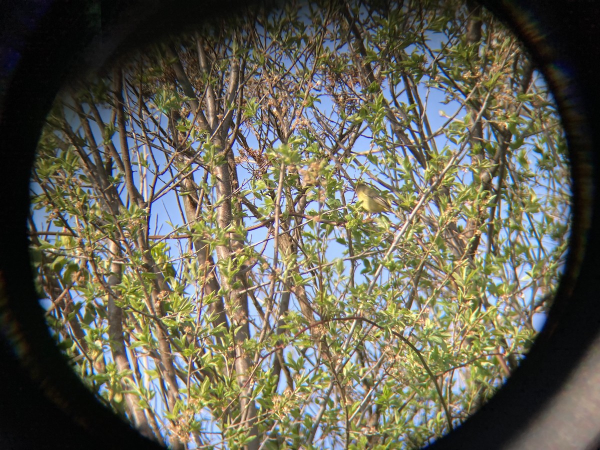 Orange-crowned Warbler - ML621207158