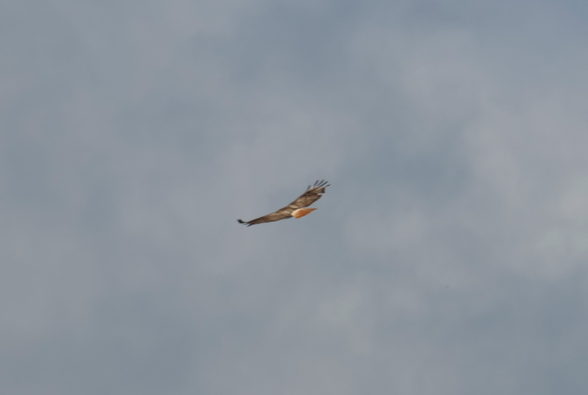 Red-tailed Hawk - ML621207163