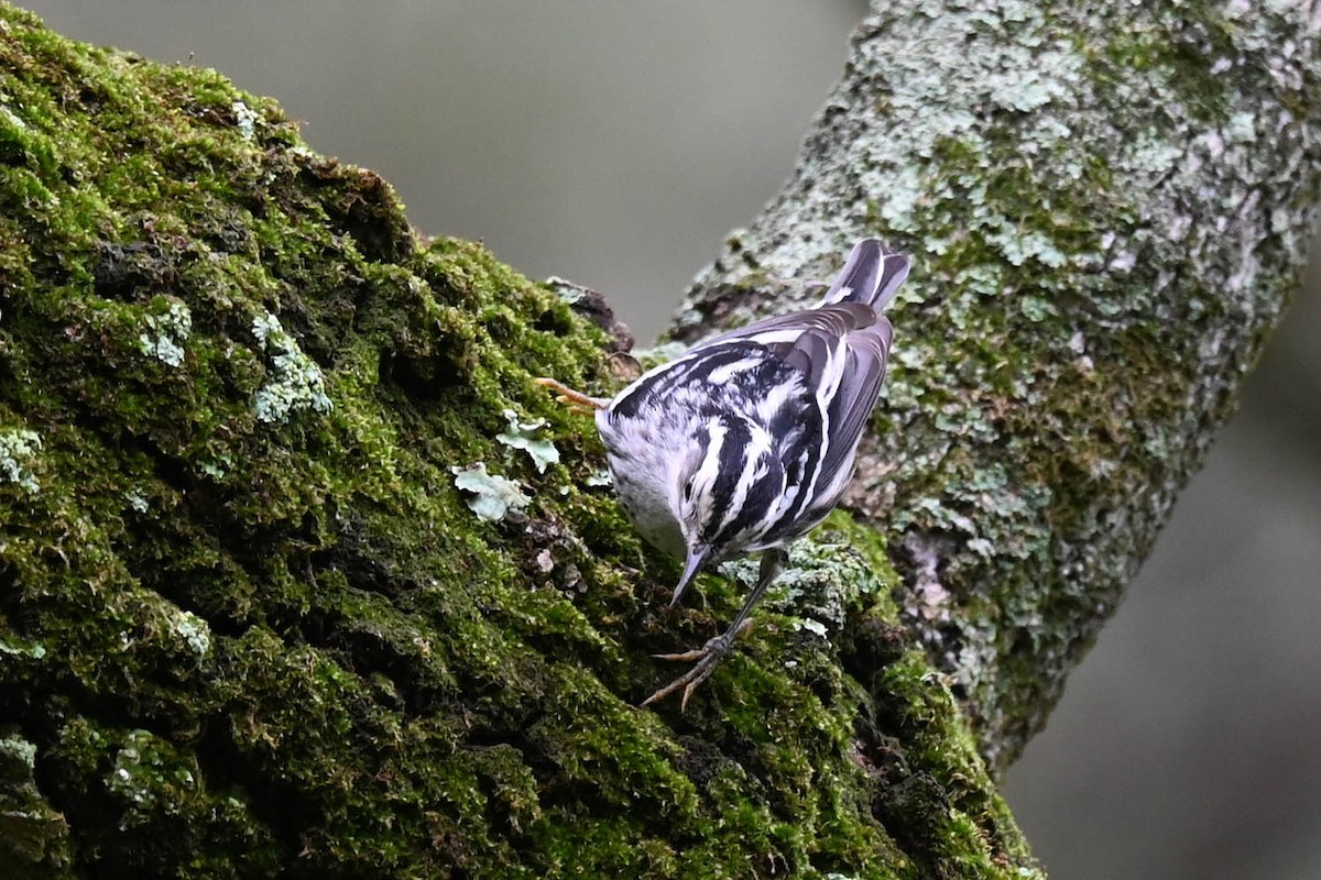 Black-and-white Warbler - ML621207168