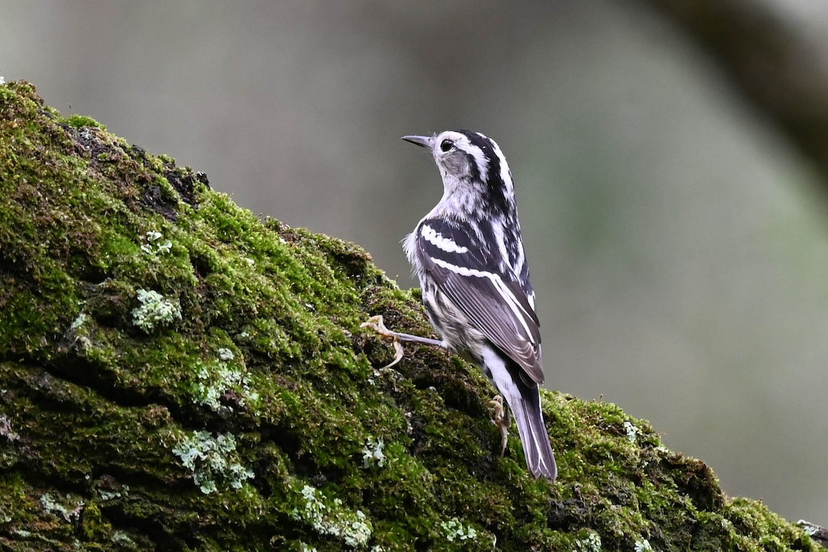 Black-and-white Warbler - ML621207169