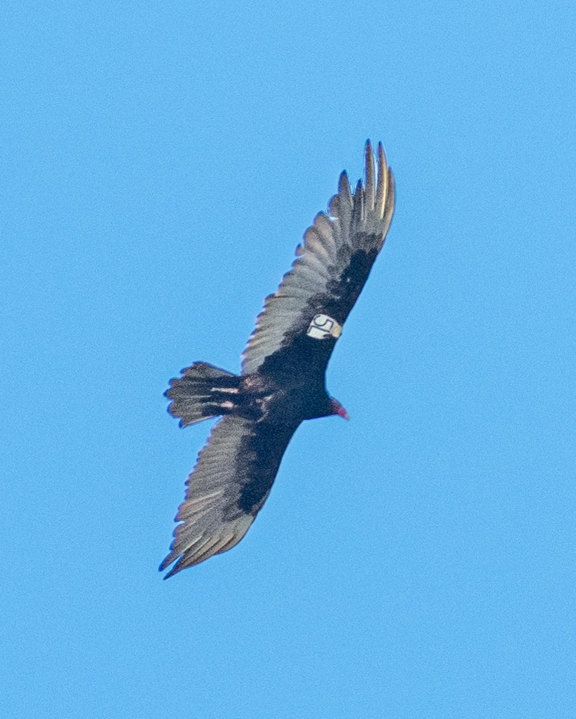 Turkey Vulture - ML621207197