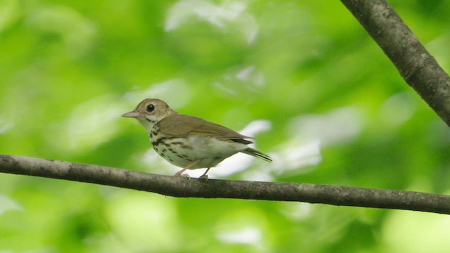 Paruline couronnée - ML621207204