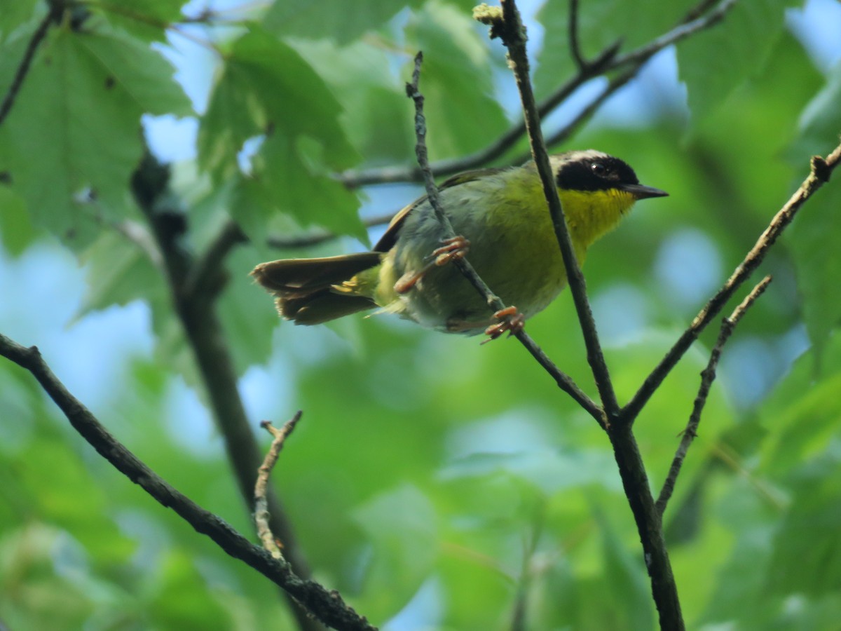 Common Yellowthroat - ML621207211