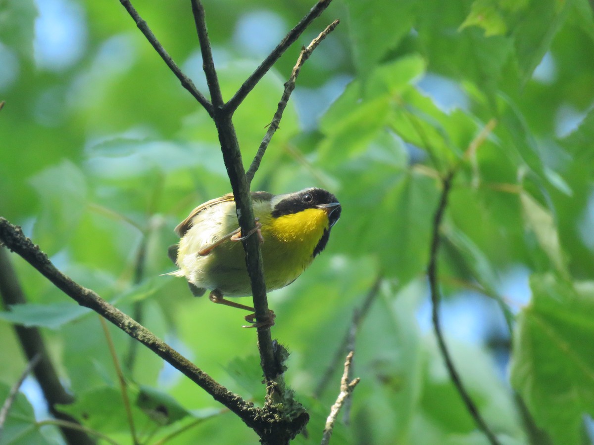 Common Yellowthroat - ML621207212