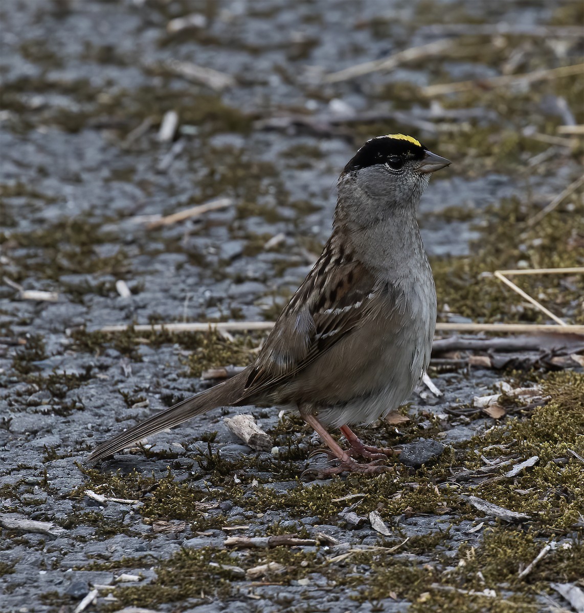 Golden-crowned Sparrow - ML621207243
