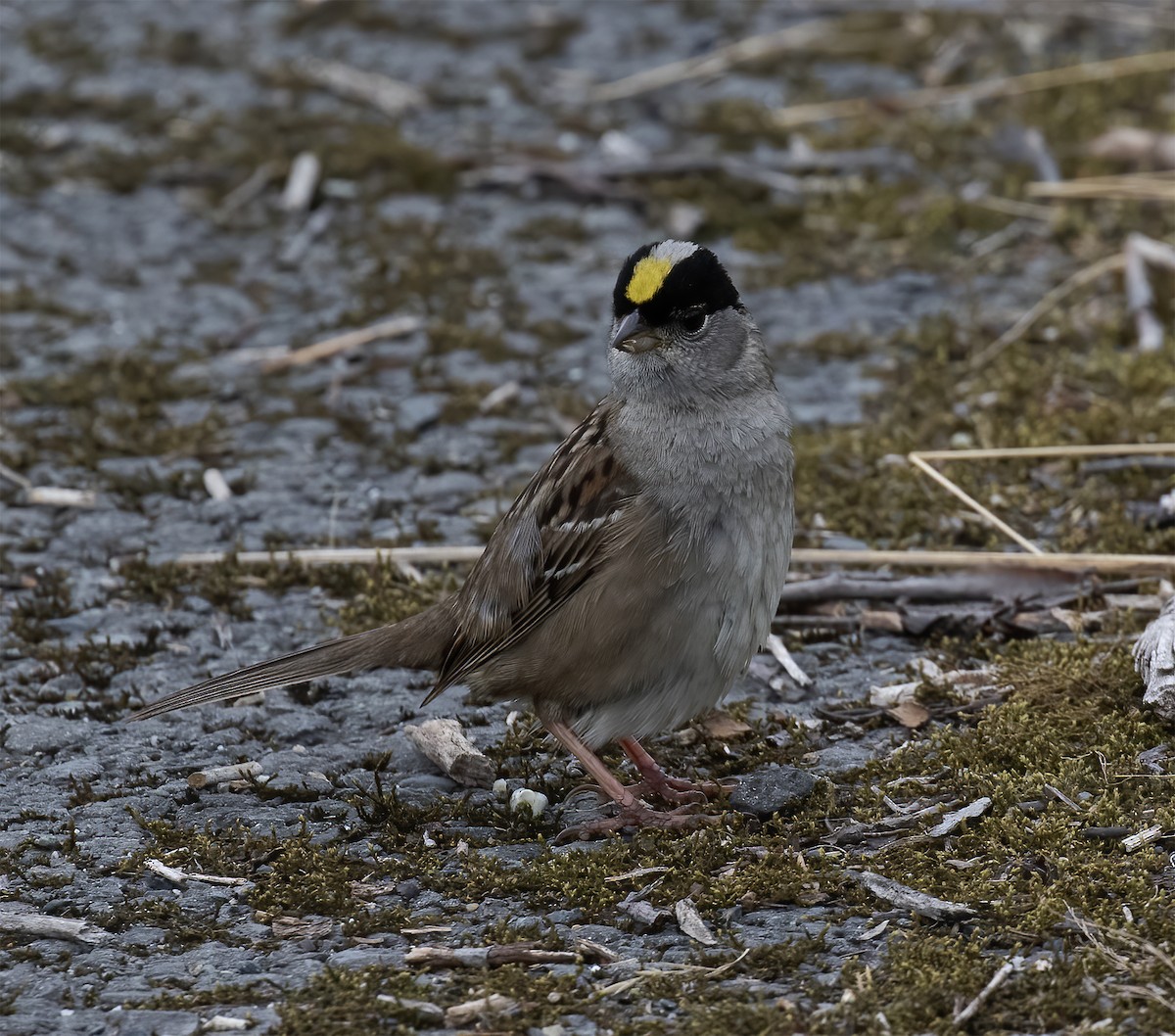 Golden-crowned Sparrow - ML621207244