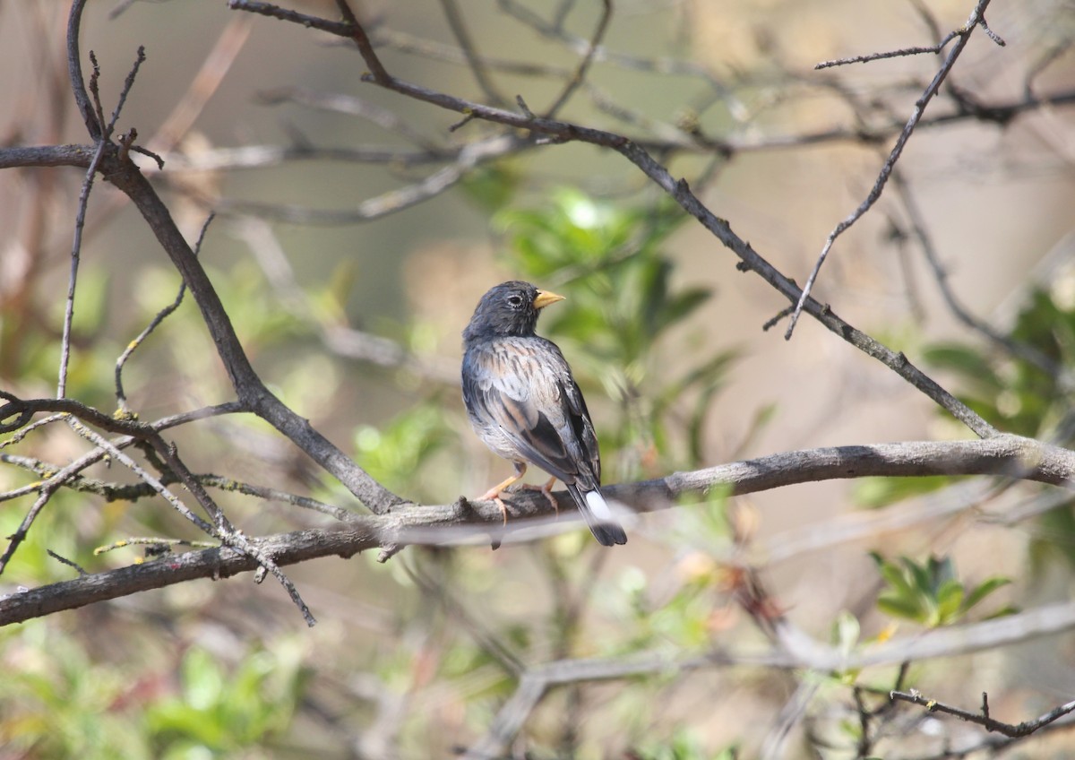 Band-tailed Sierra Finch - ML621207245