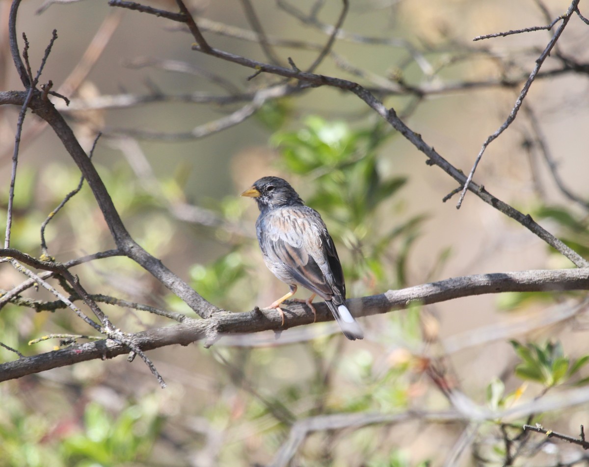Band-tailed Sierra Finch - ML621207246
