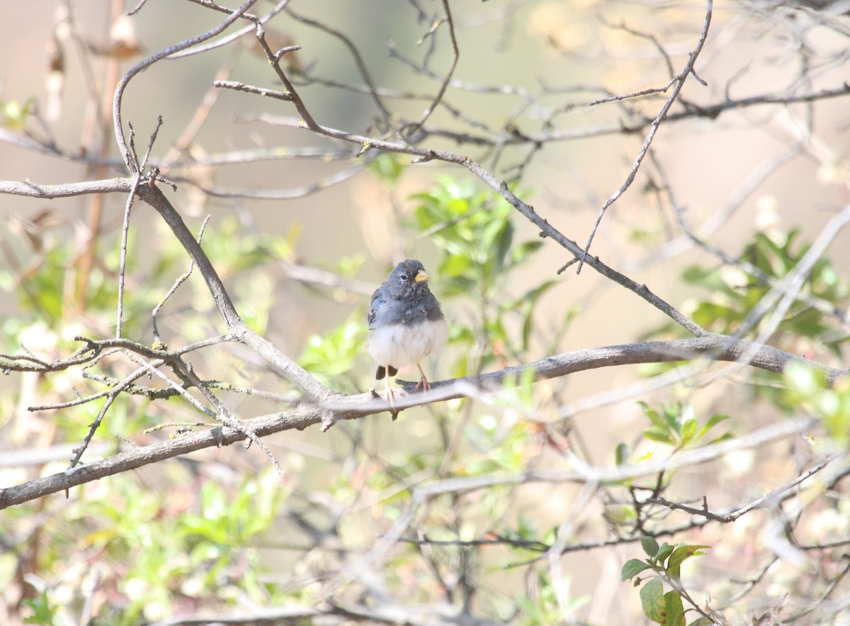 Band-tailed Sierra Finch - ML621207247