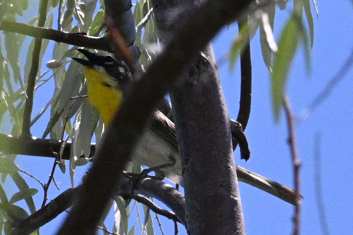 Yellow-breasted Chat - ML621207269