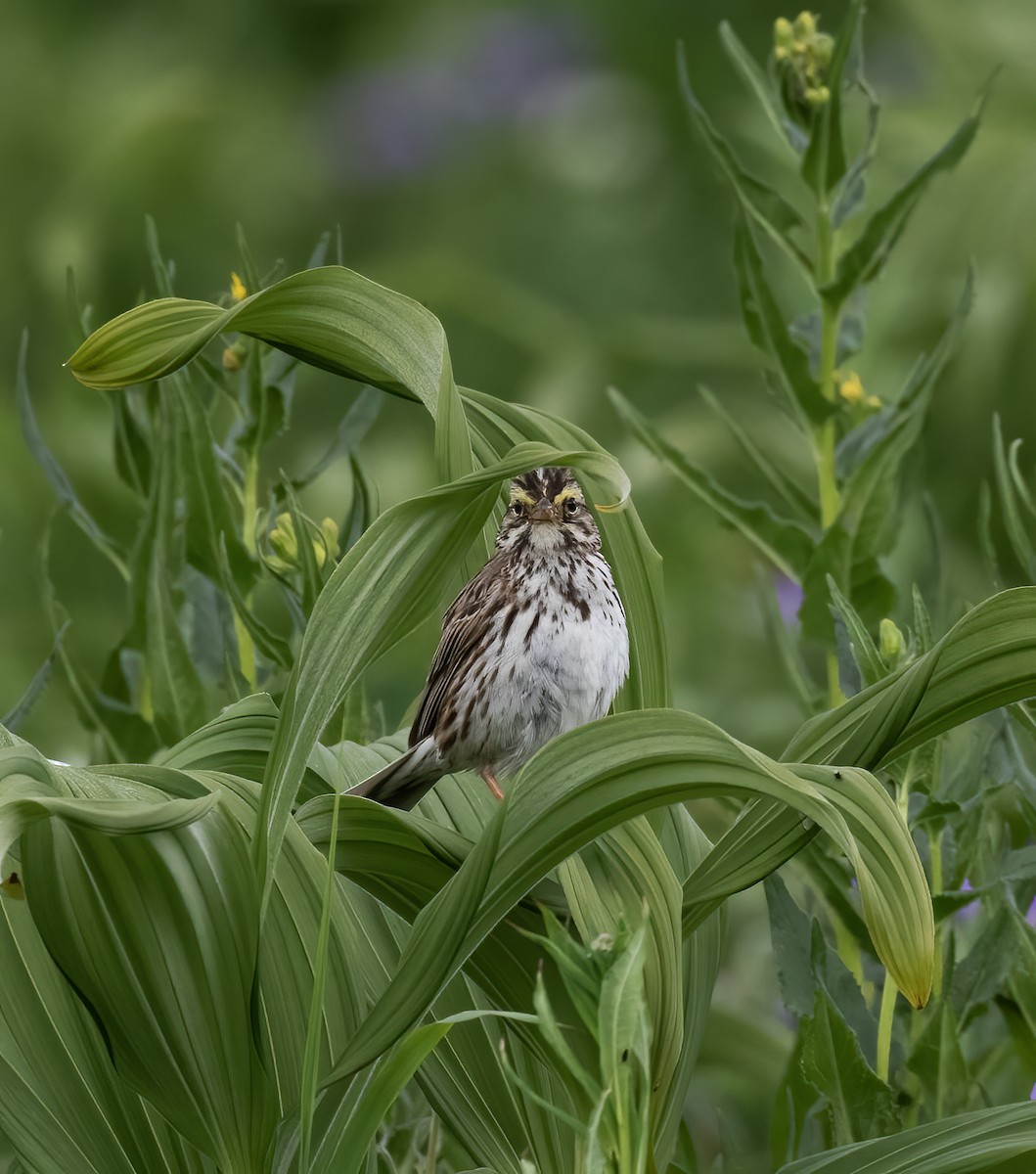 Savannah Sparrow - ML621207272