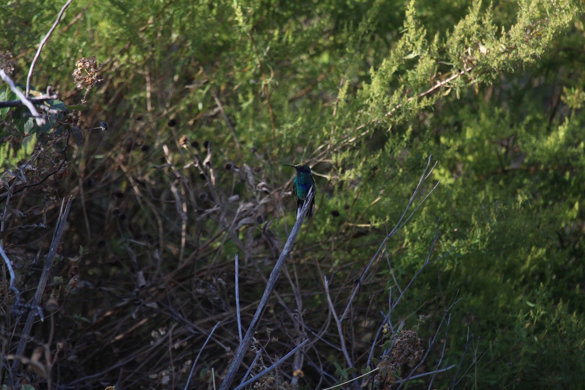 kolibřík modrolící - ML621207288