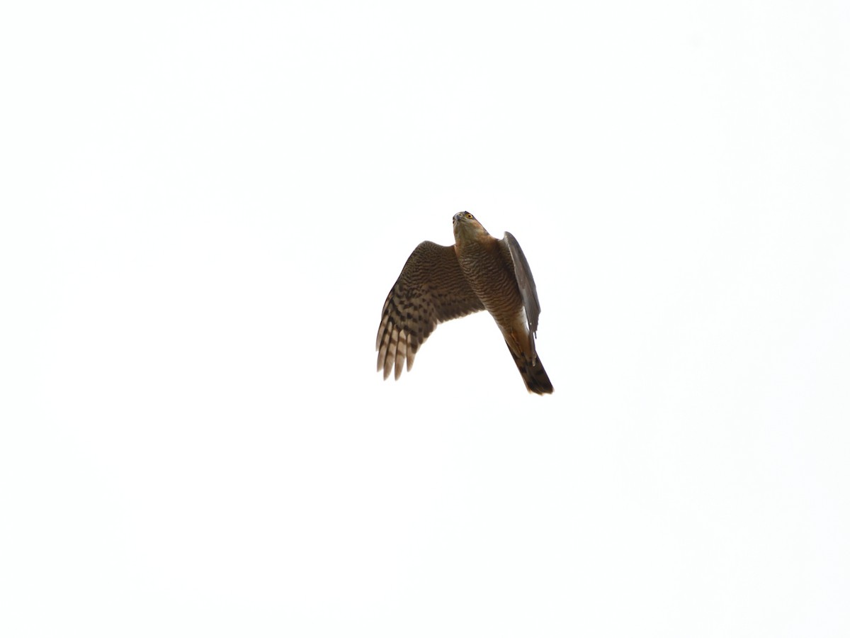 Eurasian Sparrowhawk - ML621207289
