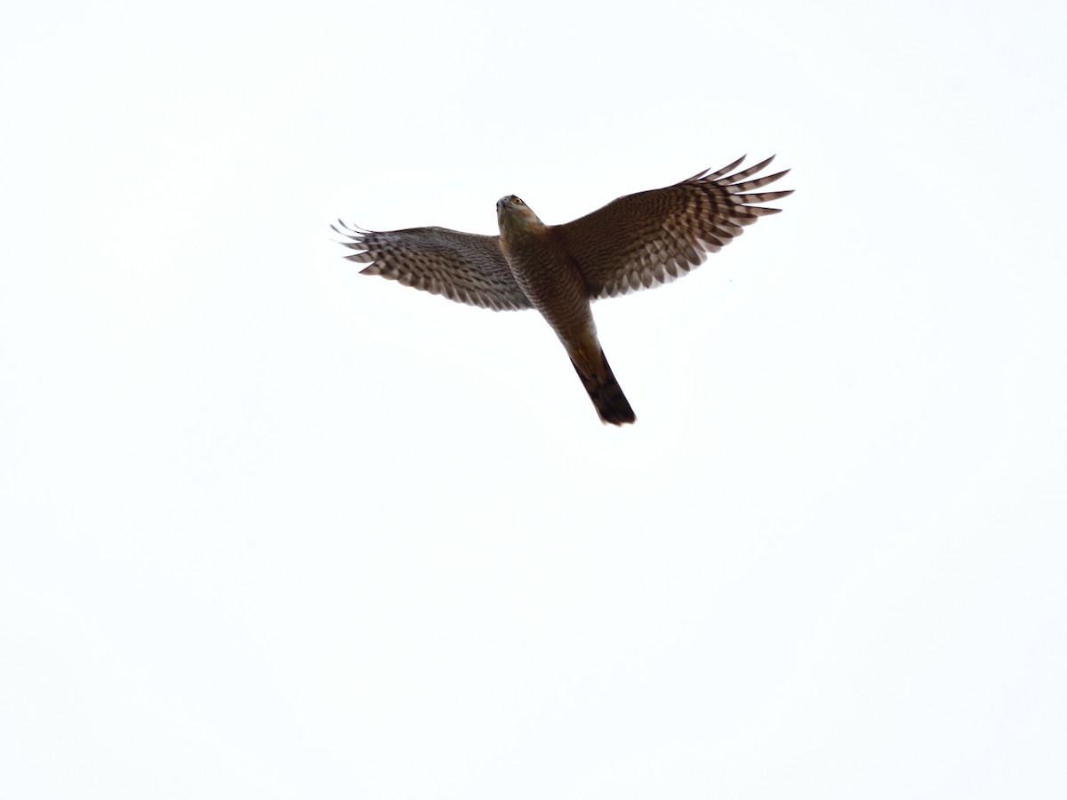 Eurasian Sparrowhawk - ML621207290