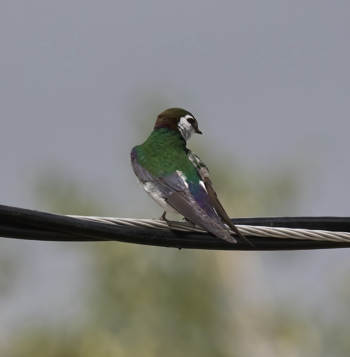 Violet-green Swallow - ML621207342
