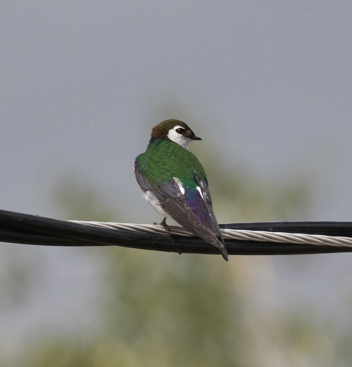 Violet-green Swallow - ML621207343