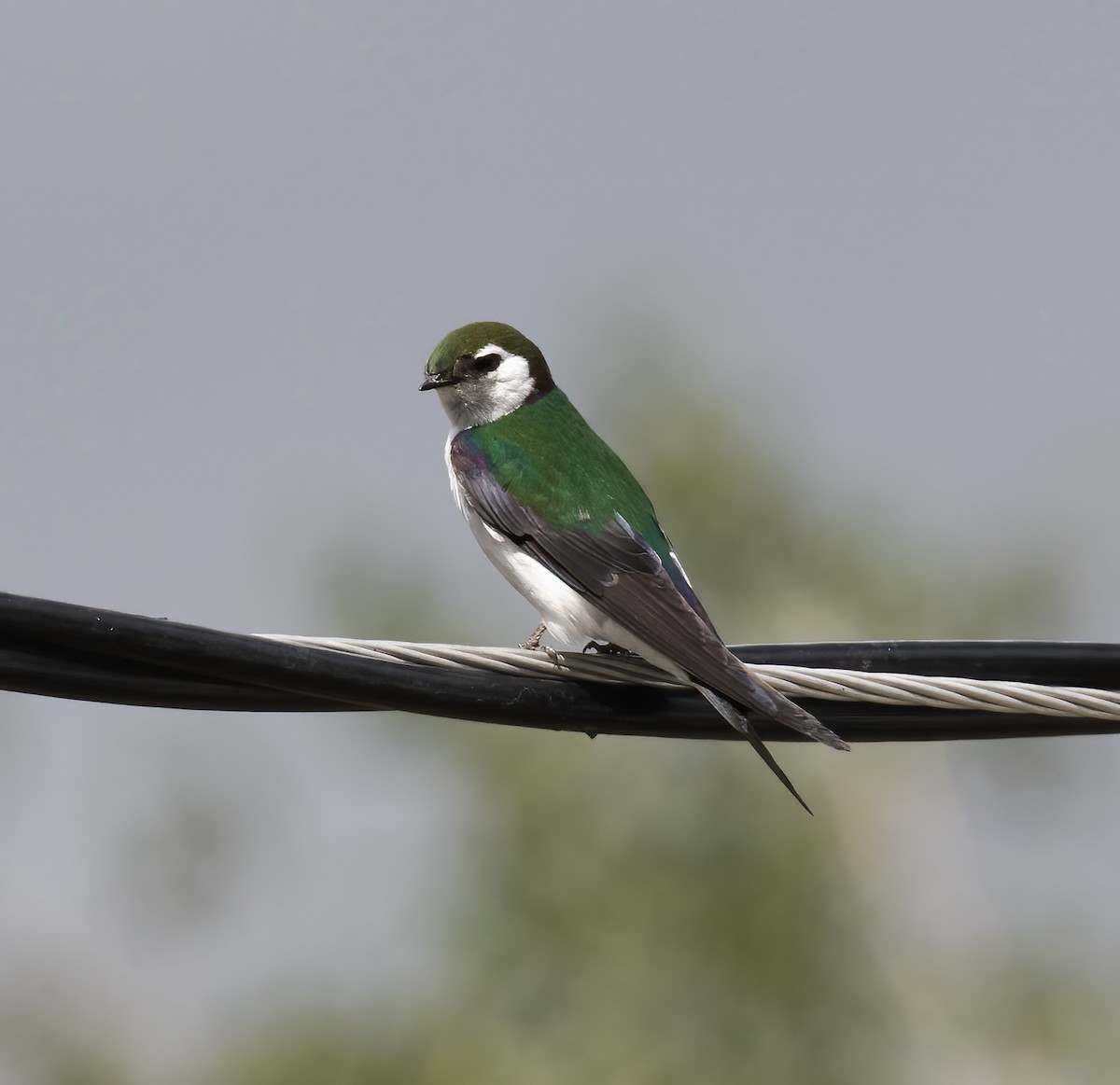 Violet-green Swallow - ML621207344