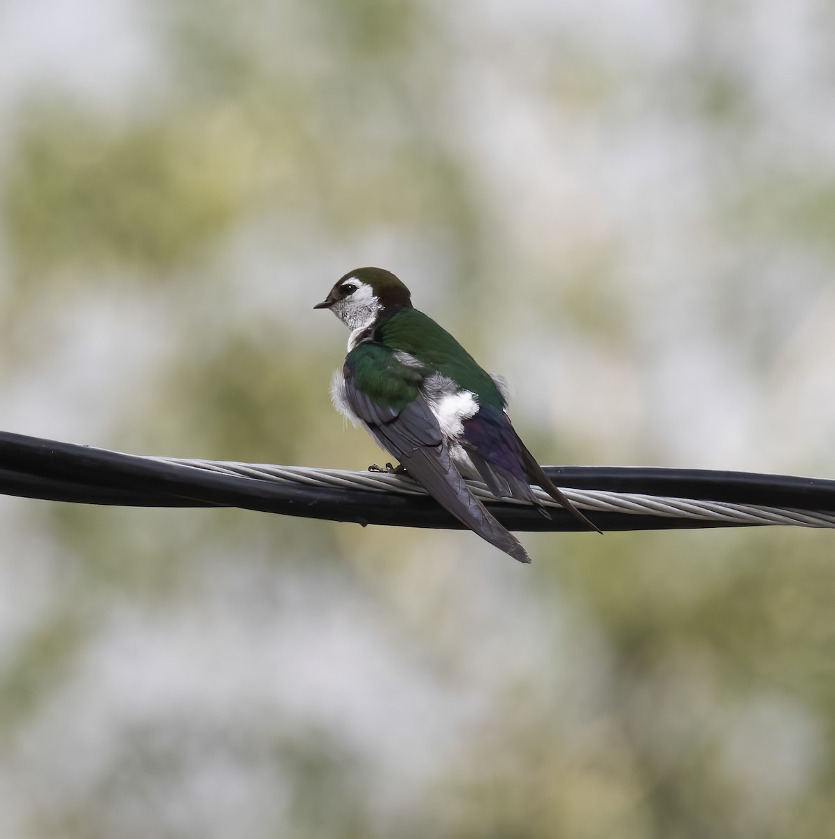 Violet-green Swallow - ML621207345