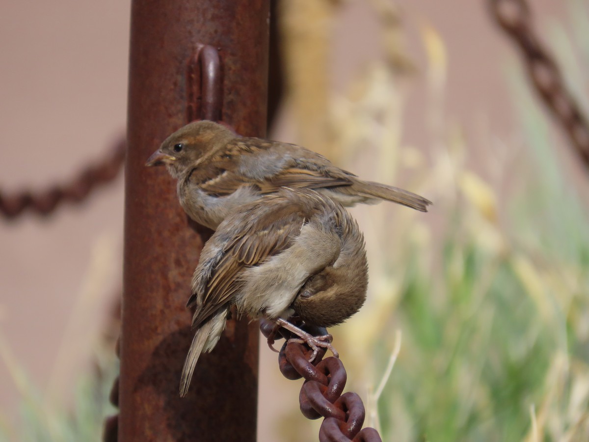 House Sparrow - ML621207349