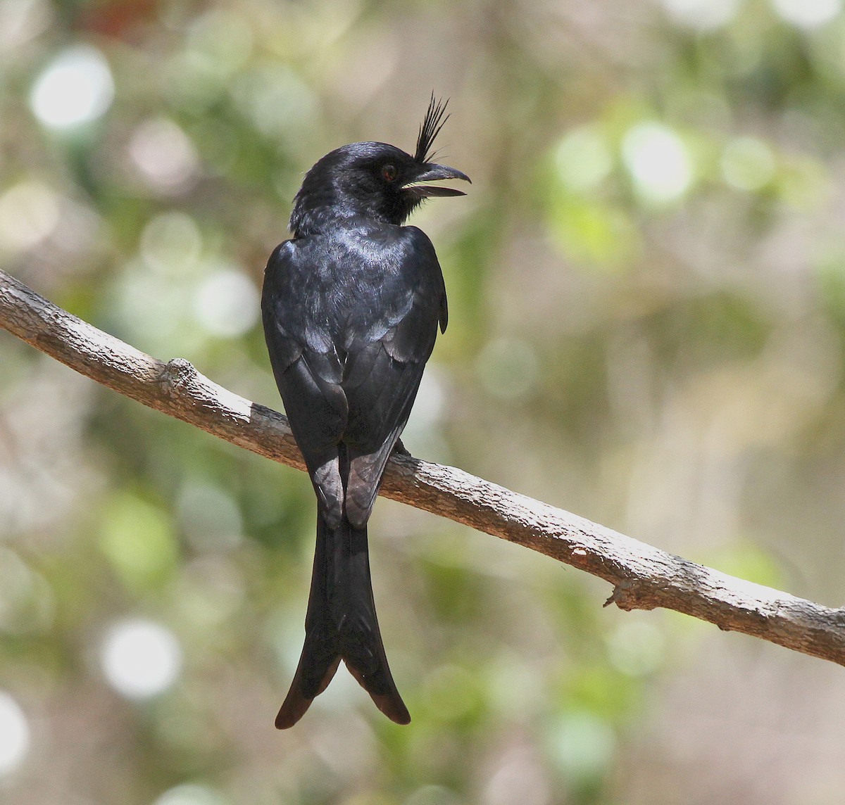 Crested Drongo - ML621207351