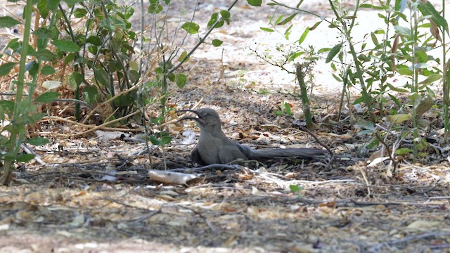 mesquitespottefugl - ML621207385