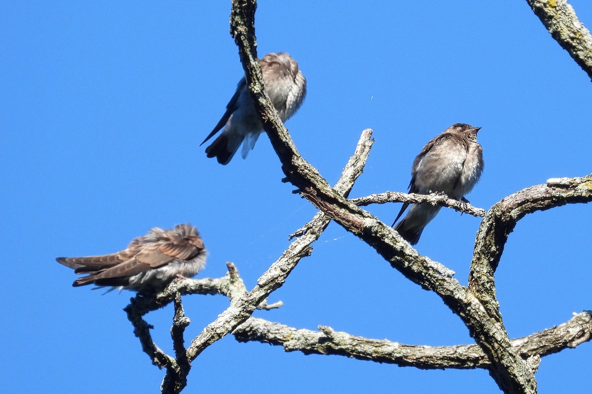 Northern Rough-winged Swallow - ML621207386